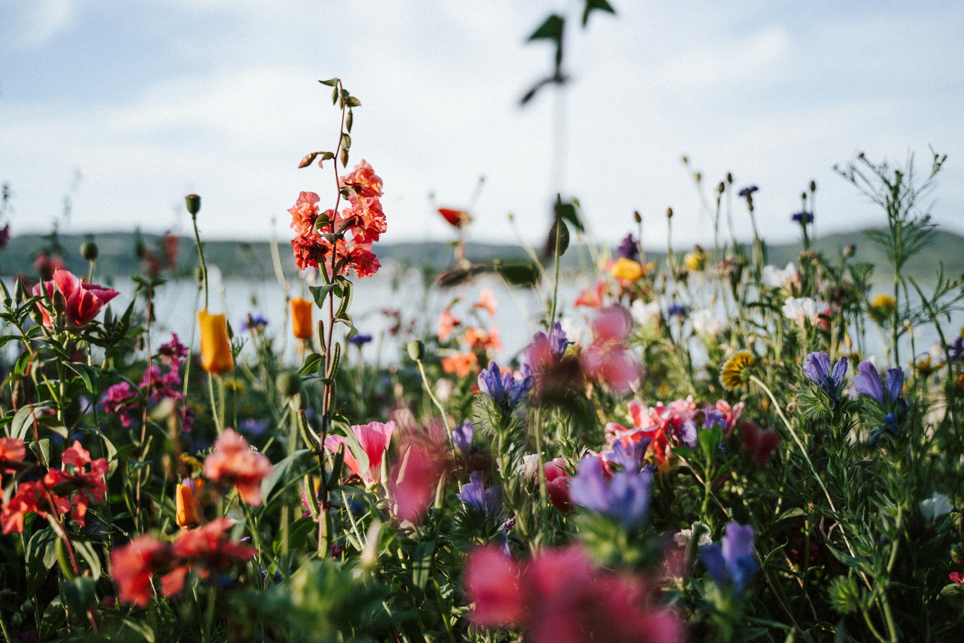 Modne kolory i style we florystyce: trendy na ten sezon